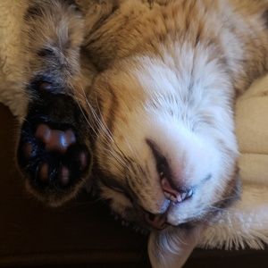 Meet your Posher, Denise